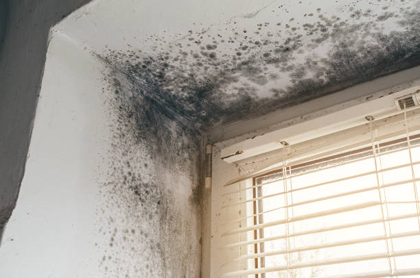 Trusted Mold Testing service in Riverton, NJ - Cheap Mold Removal